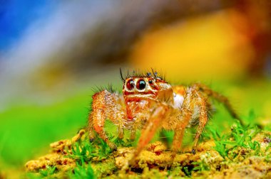 Güzel atlama örümcek - stok görüntü kadar kapatın 