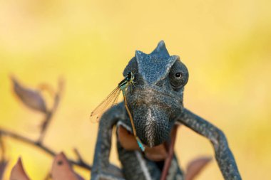Makro çekimler, Güzel doğa sahnesi Yeşil bukalemun 