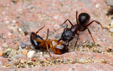 Güzel kırmızı karıncanın güçlü çeneleri