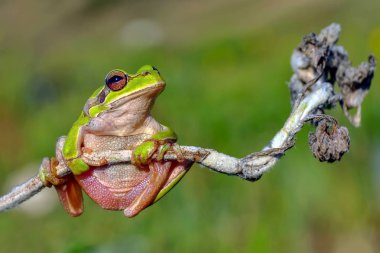 Güzel Europaean ağaç kurbağa yeşil arborea - stok görüntü