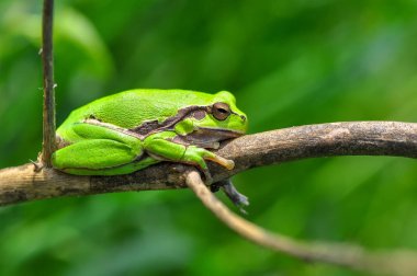 Güzel Europaean ağaç kurbağa yeşil arborea - stok görüntü