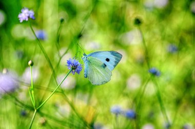Çiçek oturma portre güzel kelebekler.