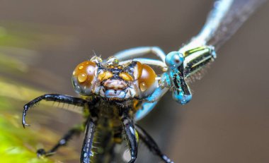 Gözleri yusufçuk ve kanatları yönüyle gösterilen. Doğa ortamlarında güzel yusufçuk 