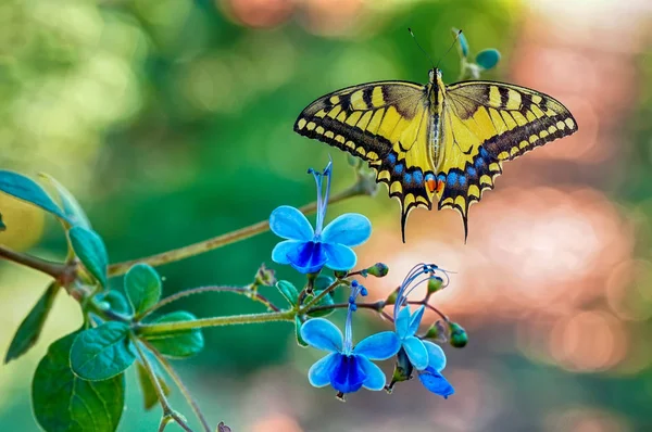 Primer Plano Hermosa Mariposa Sentada Flor — Foto de Stock