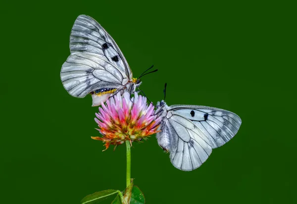 Closeup Beautiful Butterflies Sitting Flower — Stock Photo, Image