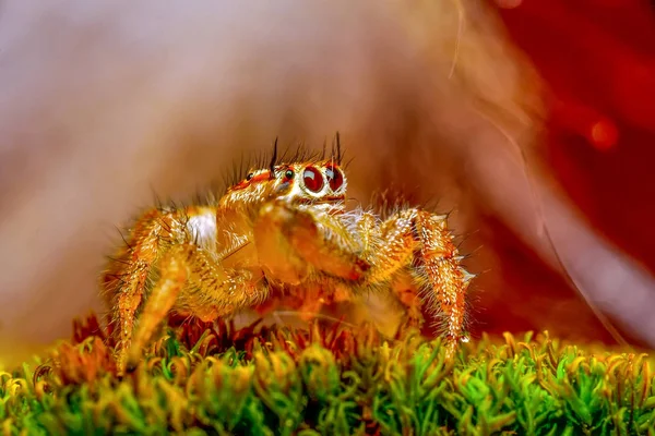 Close Bela Aranha Saltando Imagem Stock — Fotografia de Stock