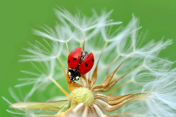 Schöne Marienkäfer Auf Blatt Defokussiert Hintergrund — Stockfoto