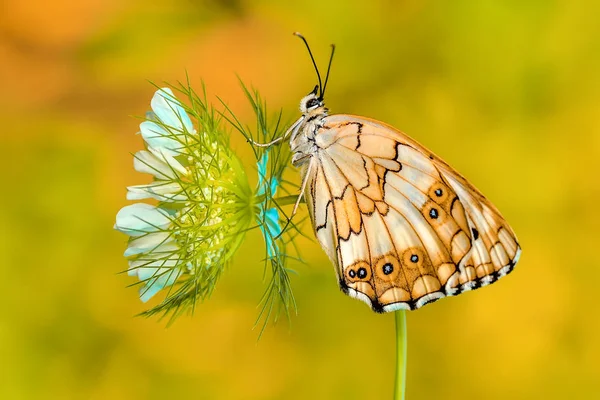 Closeup Bela Borboleta Sentado Flor — Fotografia de Stock