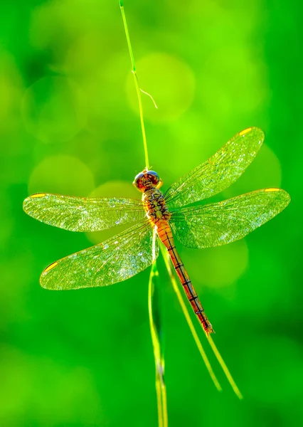 Affichage Des Yeux Libellule Ailes Détail Belle Libellule Dans Habitat — Photo