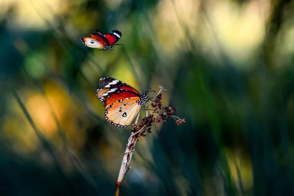 Zbliżenie Piękne Motyle Siedząc Kwiat — Zdjęcie stockowe