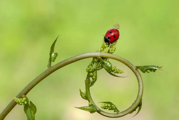 Hermosa Mariquita Hoja Fondo Desenfocado — Foto de Stock