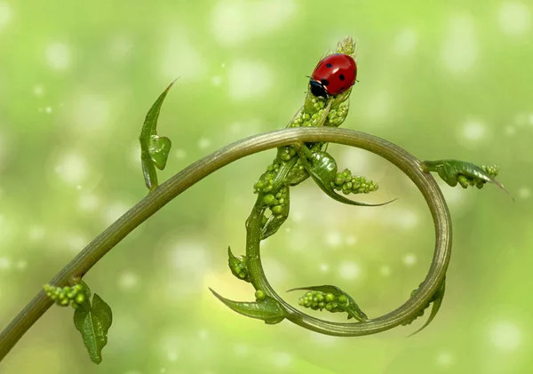 Beautiful Ladybug Leaf Defocused Background — Stock Photo, Image