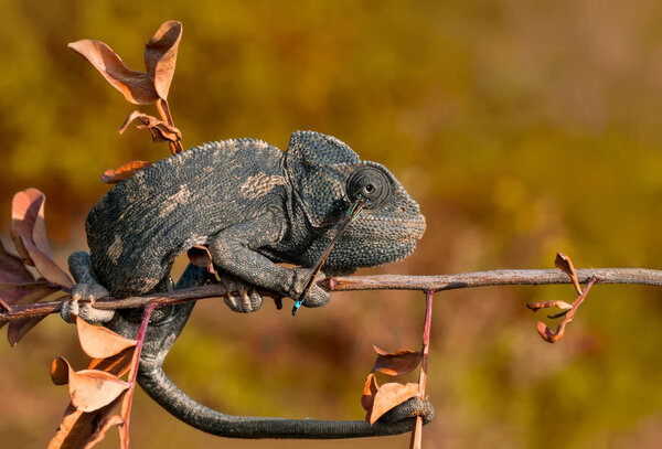 Macro shots, Beautiful nature scene green chameleon 