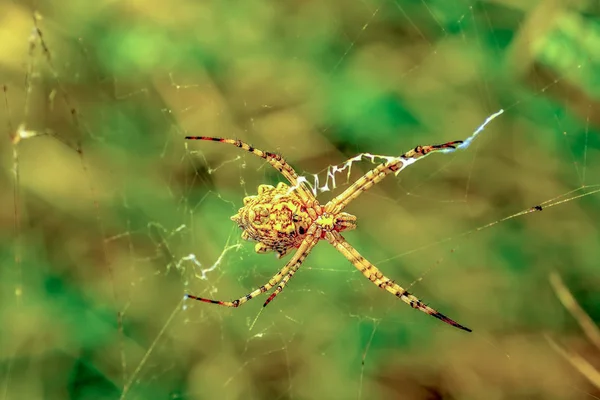 Schöne Spinne Auf Einem Spinnennetz Archivbild — Stockfoto