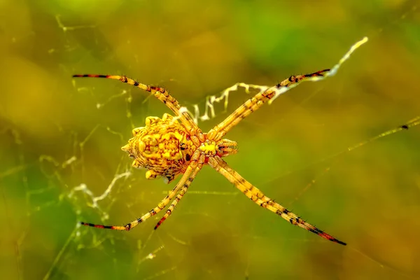 Bela Aranha Uma Teia Aranha Imagem Stock — Fotografia de Stock