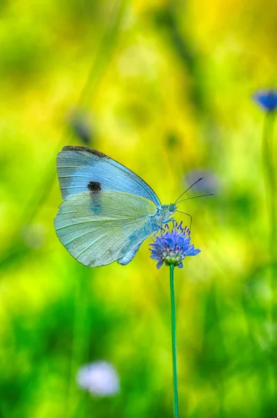 Primer Plano Hermosa Mariposa Sentada Flor — Foto de Stock