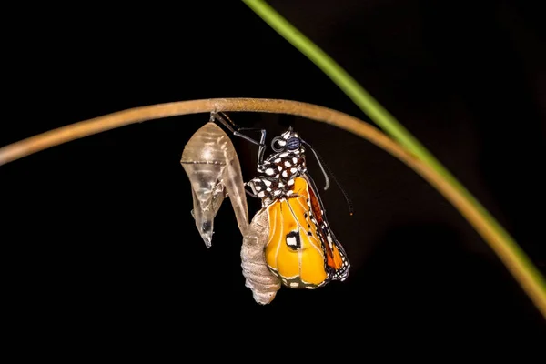 Momento Increíble Mariposa Monarca Oruga Pupa Emergente Con Camino Recorte —  Fotos de Stock