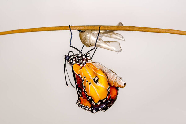 Amazing moment ,Monarch Butterfly , caterpillar, pupa and emerging with clipping path.