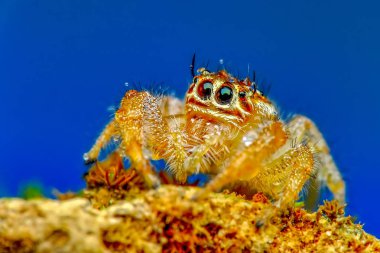 Güzel atlama örümcek - stok görüntü kadar kapatın 