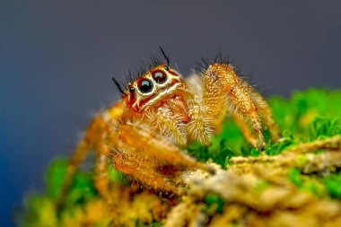 Güzel atlama örümcek - stok görüntü kadar kapatın 