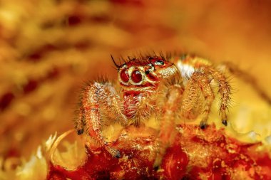 Güzel atlama örümcek - stok görüntü kadar kapatın 
