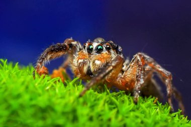 Güzel atlama örümcek - stok görüntü kadar kapatın 