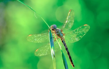 Gözleri yusufçuk ve kanatları yönüyle gösterilen. Doğa ortamlarında güzel yusufçuk 