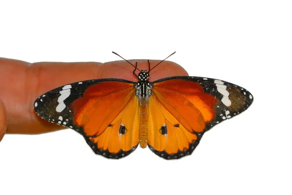 あなたの指先でストック イメージの蝶 — ストック写真