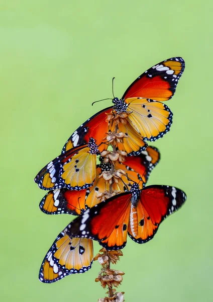 Primer Plano Hermosas Mariposas Sentadas Flor — Foto de Stock