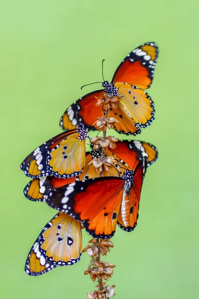 Gros Plan Beaux Papillons Assis Sur Fleur — Photo