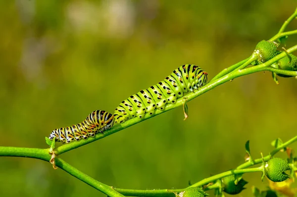 Mooie Rups Van Swallowtail Stock Afbeelding — Stockfoto