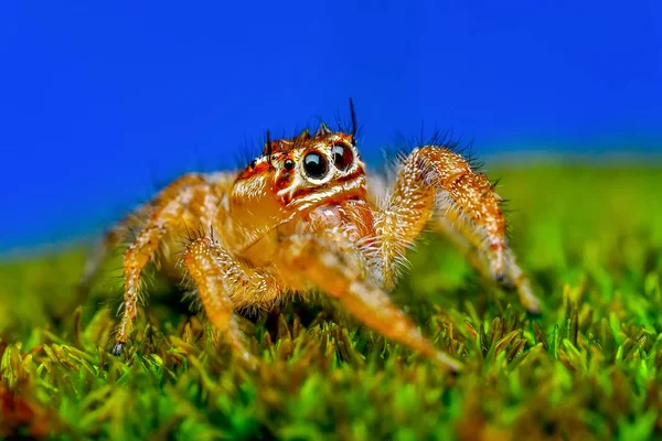 Detailní Záběr Krásné Skákavka Stock Image — Stock fotografie