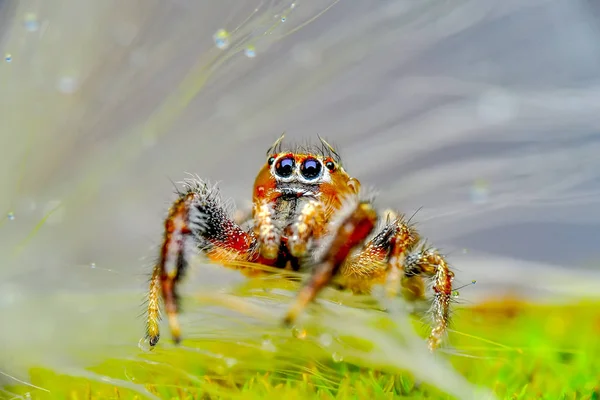 Close Bela Aranha Saltando Imagem Stock — Fotografia de Stock