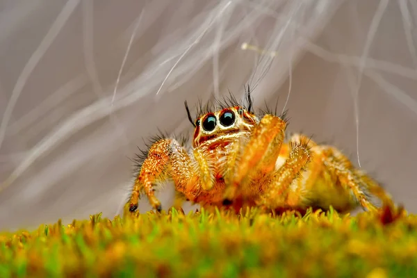 Lähikuva Kaunis Hyppy Hämähäkki Stock Image — kuvapankkivalokuva