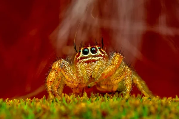 Lähikuva Kaunis Hyppy Hämähäkki Stock Image — kuvapankkivalokuva