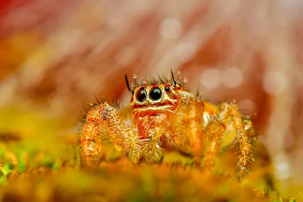 Güzel Atlama Örümcek Stok Görüntü Kadar Kapatın — Stok fotoğraf