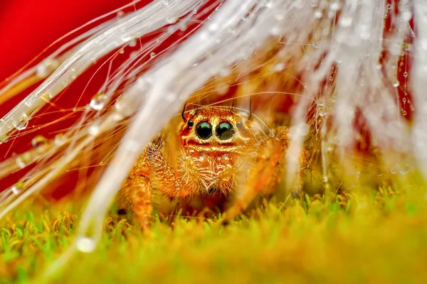 Schöne Springende Spinne Aus Nächster Nähe Archivbild — Stockfoto