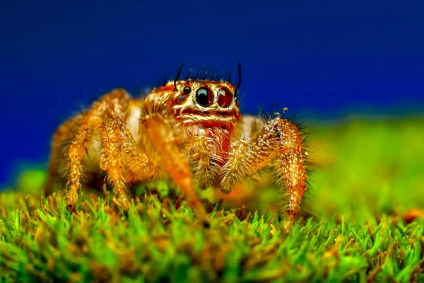Close Beautiful Jumping Spider Stock Image — Stock Photo, Image