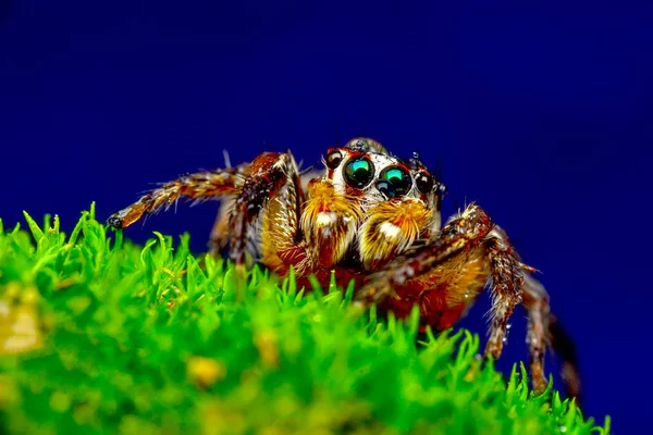 Cerca Hermosa Araña Saltadora Stock Image — Foto de Stock