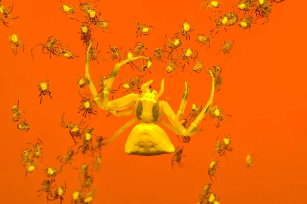 Μακροοικονομική Αράχνη Του Κίτρινου Καβουριού Κατάχρηση — Φωτογραφία Αρχείου