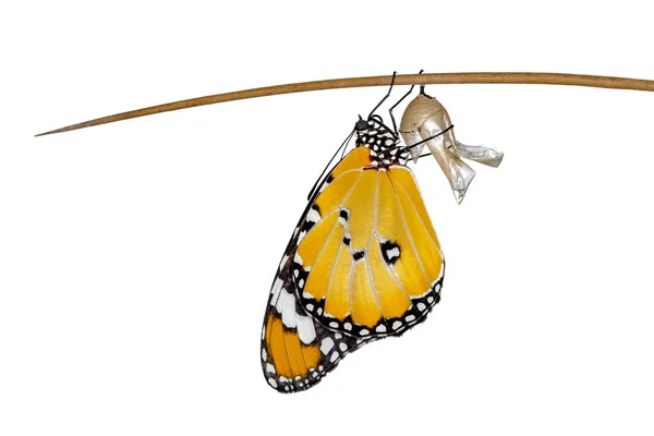 Momento Incrível Monarch Butterfly Lagarta Pupa Emergindo Com Caminho Recorte — Fotografia de Stock