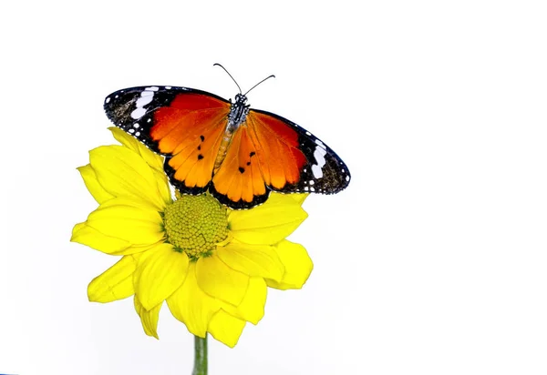 Closeup Beautiful Butterfly Sitting Flower — Stock Photo, Image