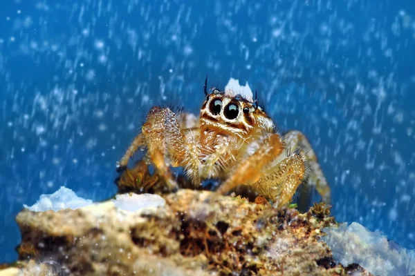 Gros Plan Belle Araignée Sauteuse Image Stock — Photo