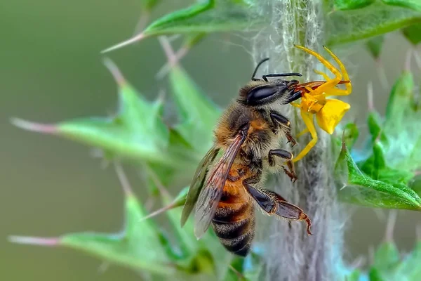 蜂のごちそうを食べるクモをカニします マクロ写真 — ストック写真