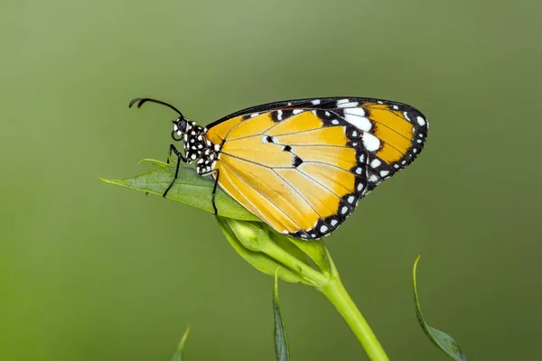 Nahaufnahme Schöner Schmetterling Auf Blume Sitzend — Stockfoto