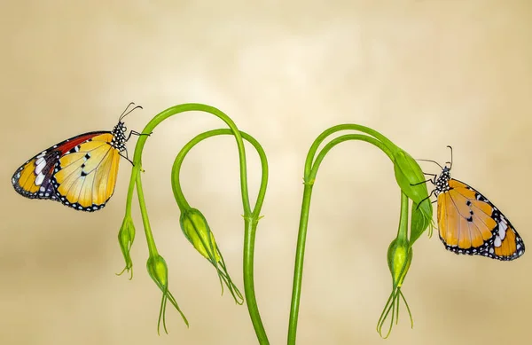 Крупним Планом Красиві Метелики Сидять Квітці — стокове фото