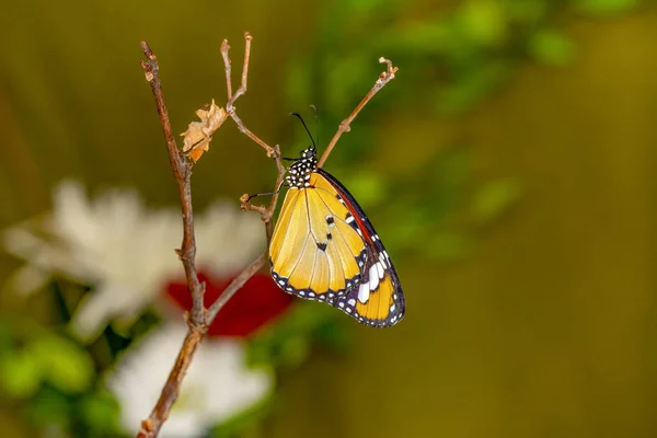Closeup Όμορφη Πεταλούδα Κάθεται Στο Λουλούδι — Φωτογραφία Αρχείου