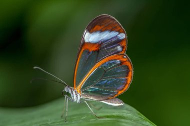 Çiçek oturma portre güzel kelebek.