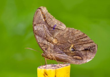 Kelebek Evi'nde çeşitli kelebekler beslenir