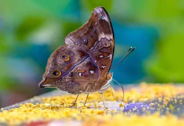 Various Butterflies Feed Butterfly House — Stock Photo, Image